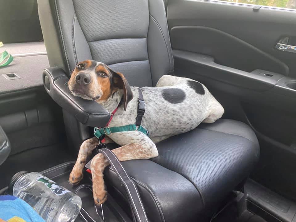 Energetic Bluetick Hound Puppy Hoping For Ear Scratches And Belly Rubs At A New Home Alxnow Alexandria Now,Deer Resistant Shrubs