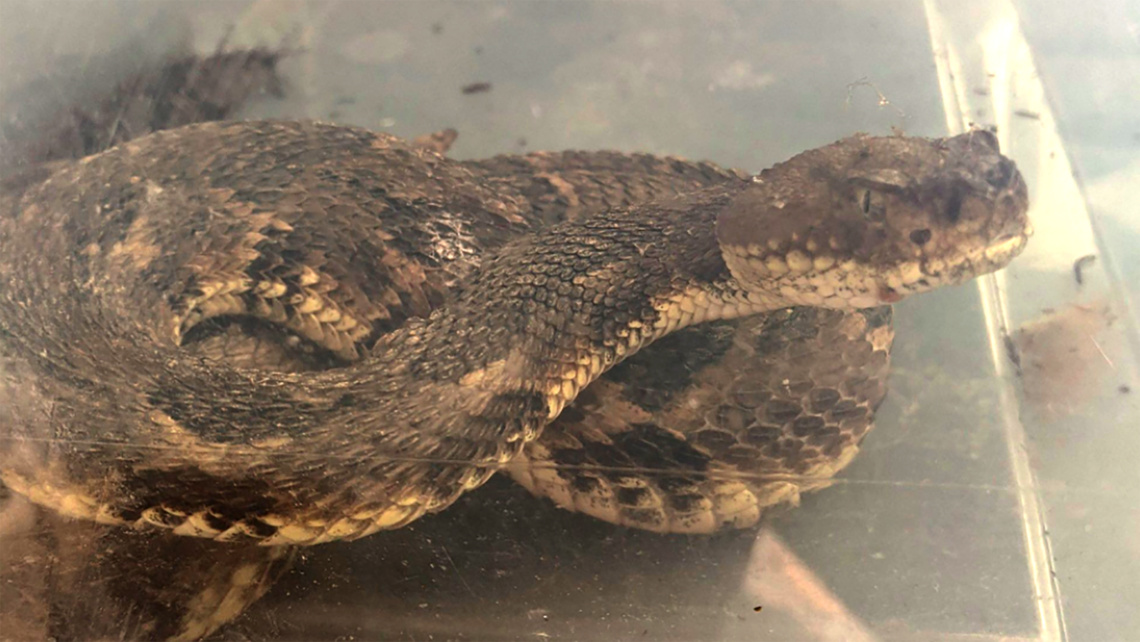 JUST IN: Rarity as American Viper Rattlesnake found in Old Town | ALXnow