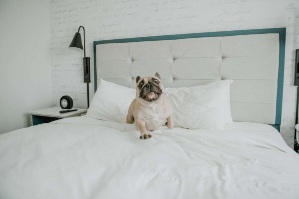 Alexandria hotel tailors stay to dogs as industry leans into pet-friendly accommodations | ALXnow