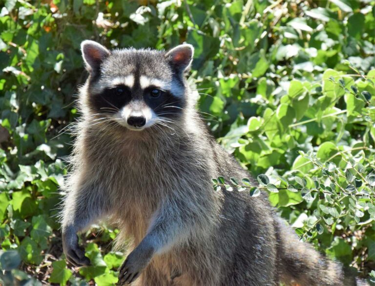 Alexandria issues third rabies alert after raccoon near West End tests ...