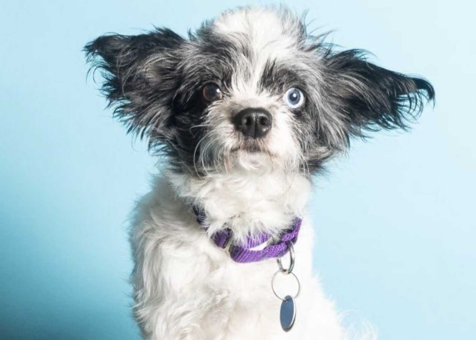 Adoptable pet of the week: Pint-sized Layla makes a good lap dog