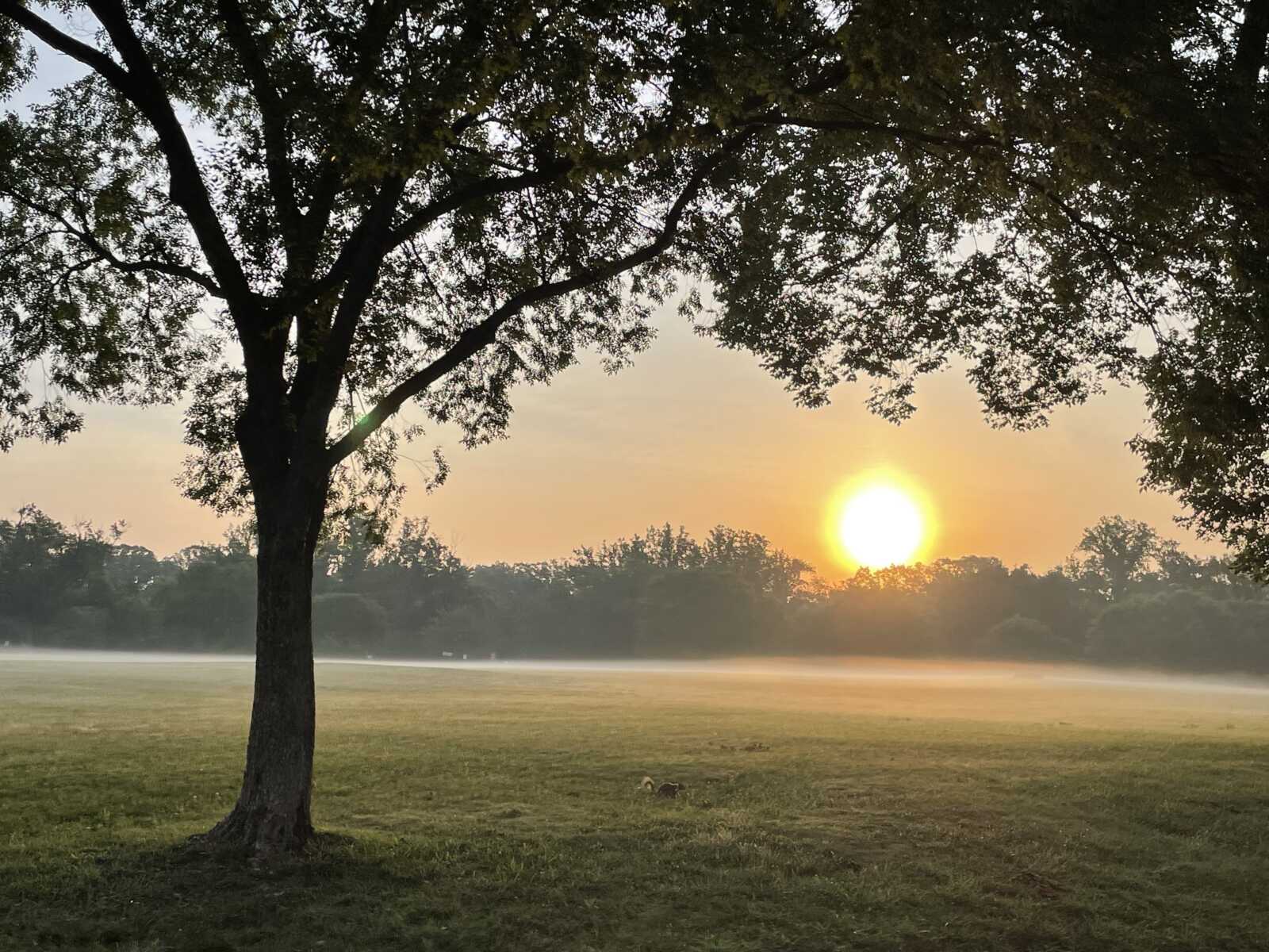 Sunrise at Chinqupin2 | ALXnow Sunrise over a misty park field seen through a large tree with sprawling branches in the foreground.