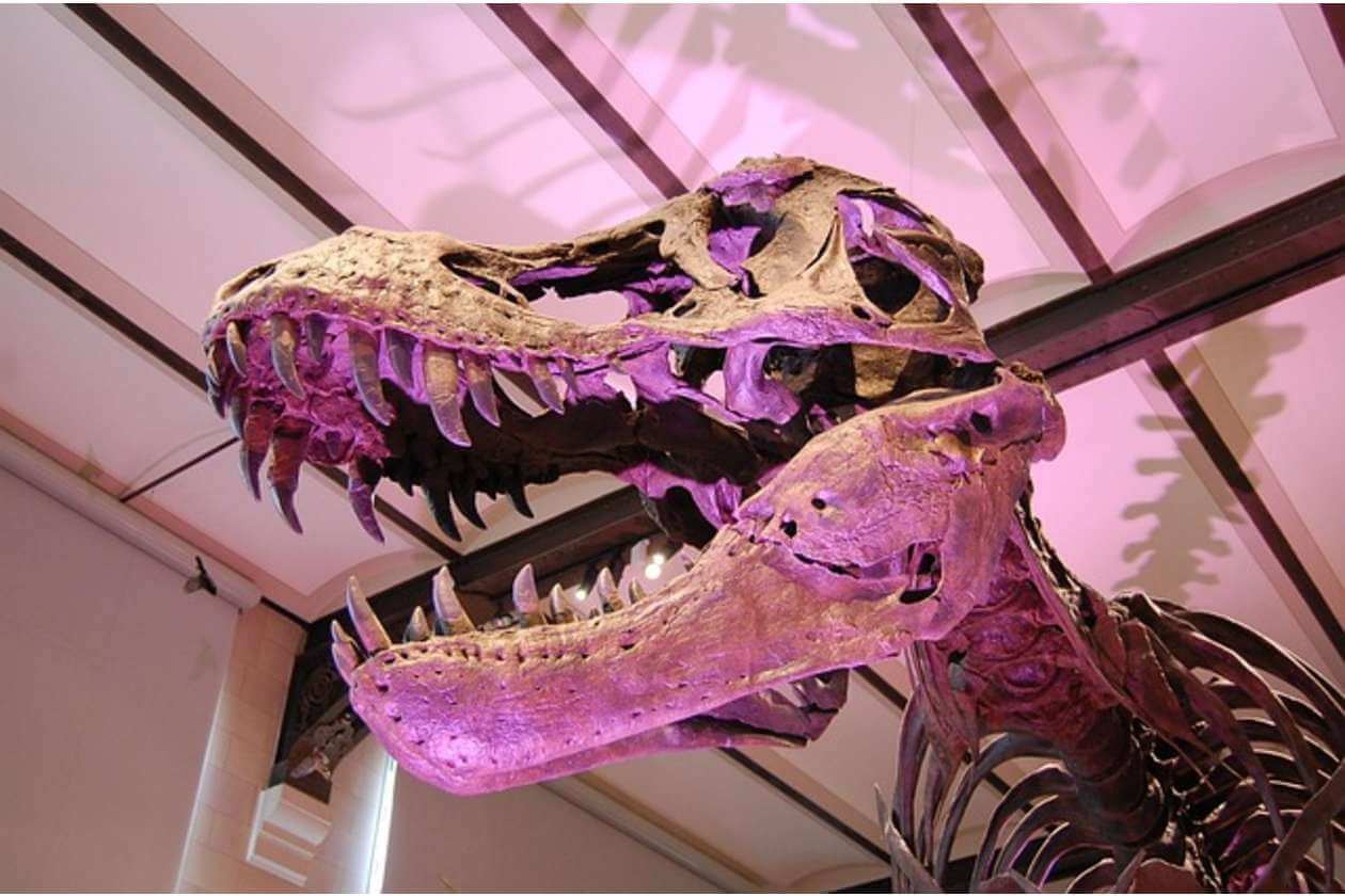 Tyrannosaurus rex skull skeleton on display in a museum with purple lighting.