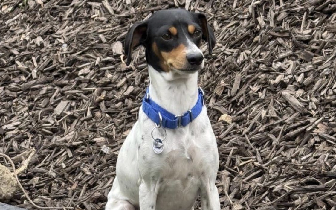 Dog sitting on wood-chip ground wearing a blue collar with tags, looking to the side.