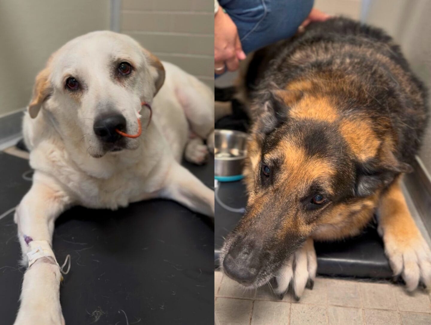 AWLA taps into emergency vet fund to help dogs after Alexandria house fire