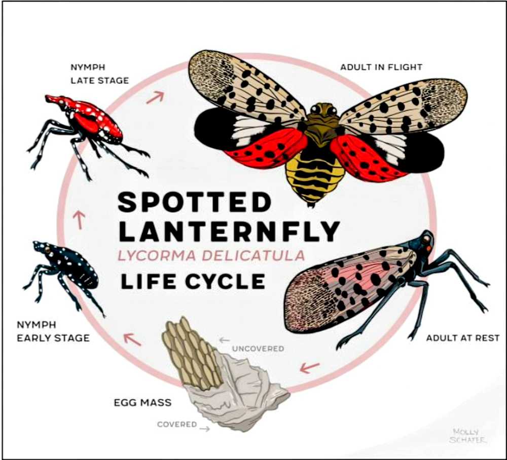 Infographic of spotted lanternfly life cycle showing egg mass, nymph stages, and adults in flight/at rest