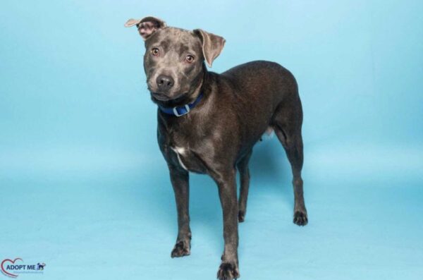 Dog with a blue collar standing on a bright turquoise backdrop, looking toward the camera (adopt me logo in bottom-left).