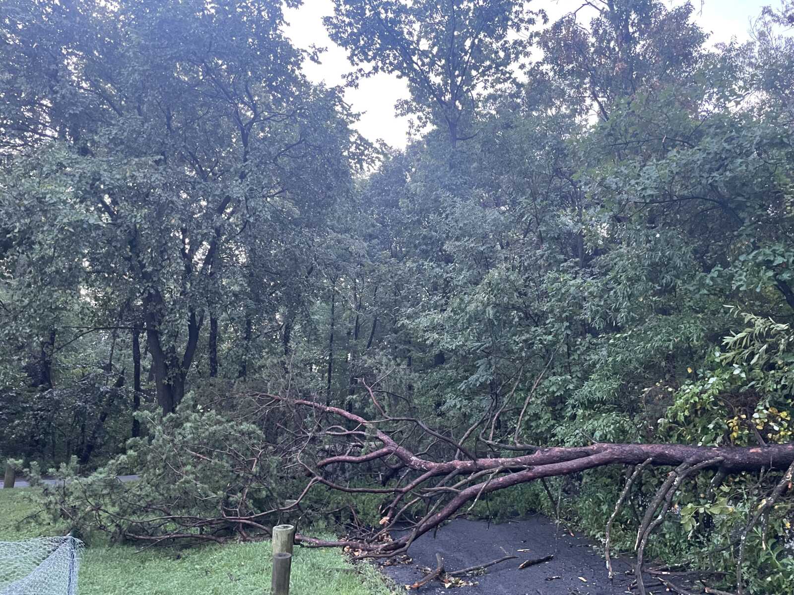 Fallen tree branches block a paved park path among dense trees after a storm.
